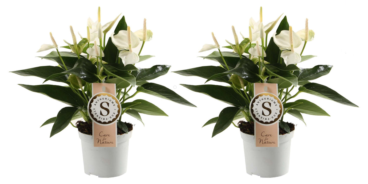 Duo Anthurium "White Champion"