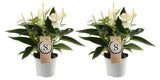 Duo Anthurium "White Champion"