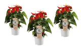 Trio Anthurium &quot;Red Champion&quot;