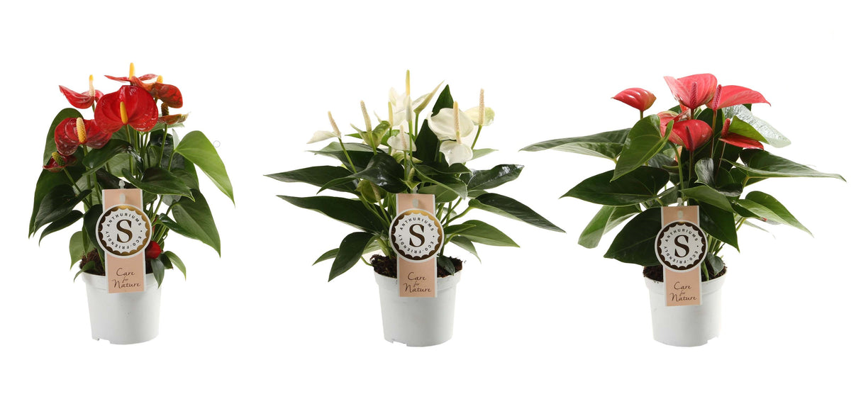 Anthurium Mix White, Red And Pink Champion