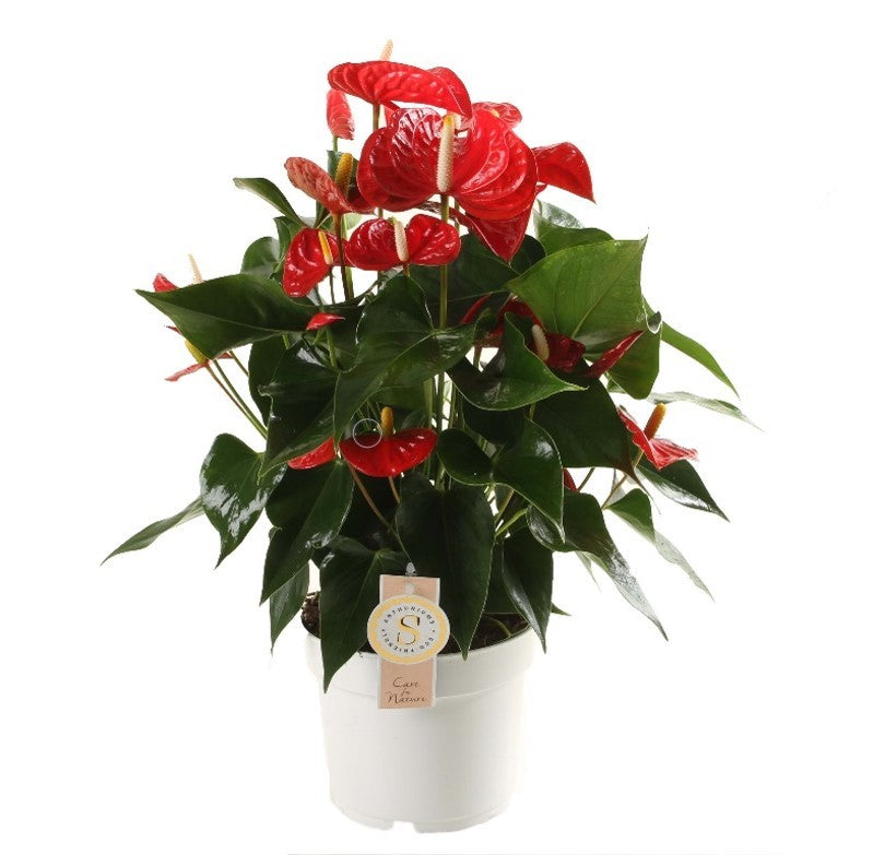 Anthurium &quot;Red Champion&quot;