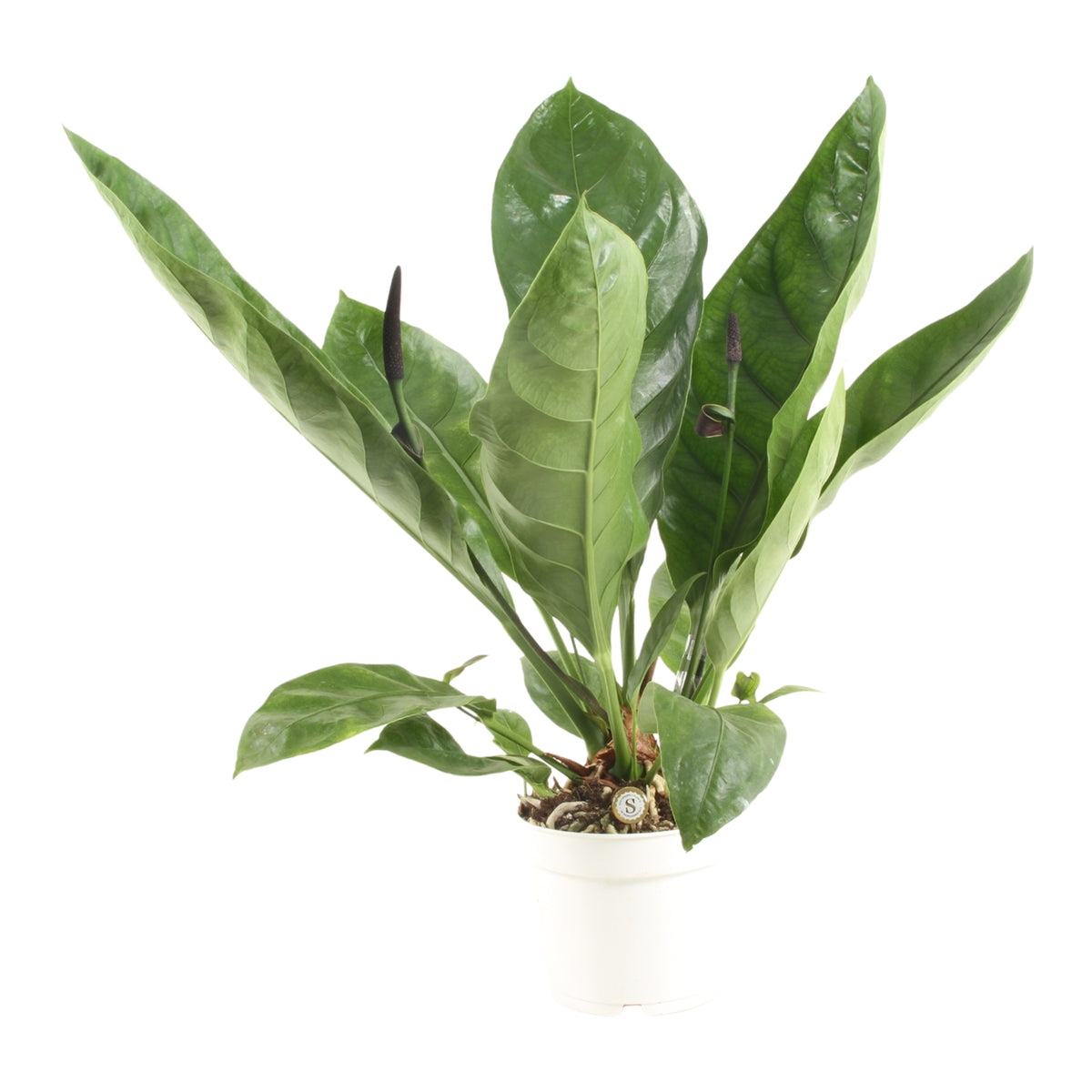 Anthurium 'Jungle King'
