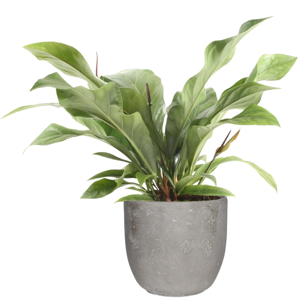 Anthurium 'Jungle Bush' In Mica Sierpot Jimmy (Lichtgrijs)