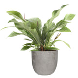 Anthurium 'Jungle Bush' In Mica Sierpot Jimmy (Lichtgrijs)