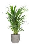Goudpalm (Areca / Dypsis Palm) In Mica Sierpot Jimmy (Lichtgrijs)