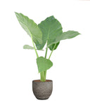 Alocasia Macrorrhizos In Mica Sierpot Carrie (Donkergrijs)