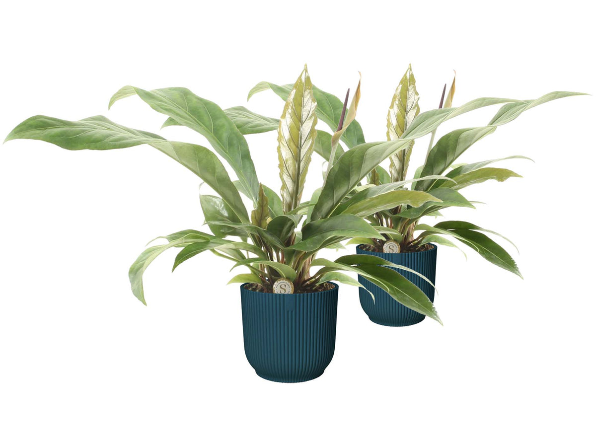 Duo Anthurium 'Jungle Bush'  In Elho Vibes (Donkerblauw)