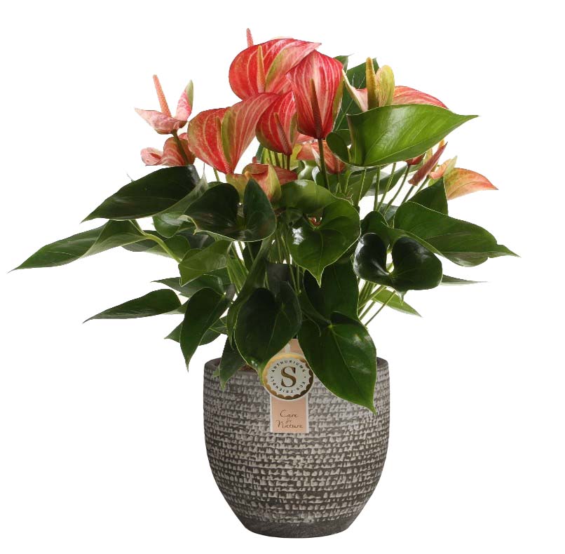 Anthurium 'Livium Red' In Mica Sierpot Carrie (Donkergrijs)