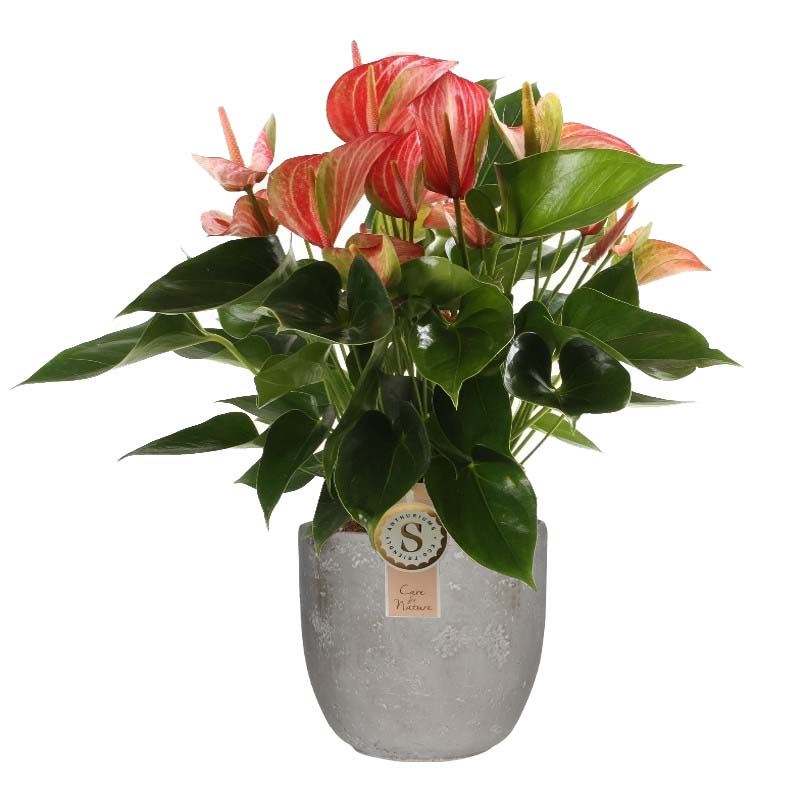 Anthurium 'Livium Red' In Mica Sierpot Jimmy (Lichtgrijs)