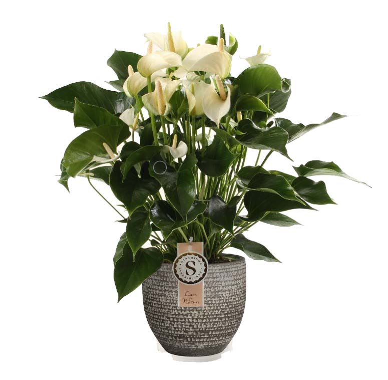 Anthurium &quot;White Champion&quot; In Mica Sierpot Carrie (Donkergrijs)