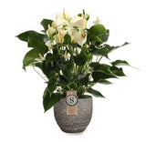 Anthurium &quot;White Champion&quot; In Mica Sierpot Carrie (Donkergrijs)