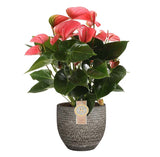 Anthurium &quot;Pink Champion&quot; In Mica Sierpot Carrie (Donkergrijs)