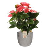 Anthurium “Pink Champion” in Mica sierpot Jimmy (lichtgrijs)