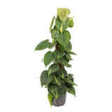 Philodendron Scandens Brasil Met Mosstok