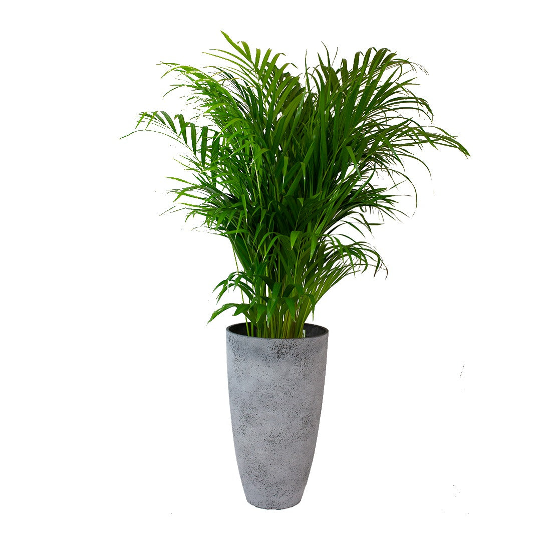 Reijm Goudpalm In Grijze Sierpot (Vaas Nova Concrete)