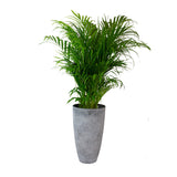Reijm Goudpalm In Grijze Sierpot (Vaas Nova Concrete)