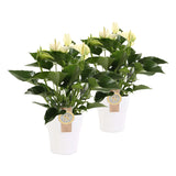 Duo Anthurium "White Champion" In Keramiek Anna (Wit)
