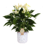 Anthurium “White Champion” in sierpot Medan (wit)