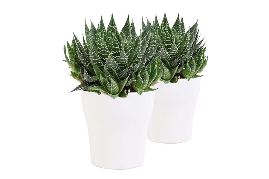 Duo Aloe Aristata In Anna- Keramiek Wit