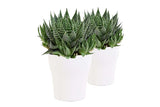 Duo Aloe Aristata In Anna- Keramiek Wit