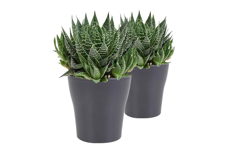 Duo Aloe Aristata In Anna- Keramiek Grijs