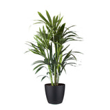 Kentia Palm In Elho Sierpot (Brussels Round Zwart)