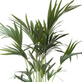 Kentia Palm In Elho Sierpot (Brussels Round Zwart)