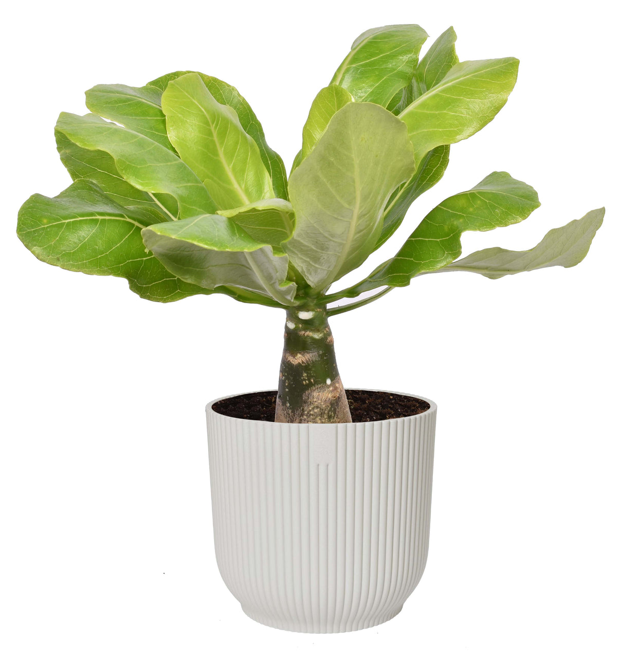 Brighamia Insignis ‘Hawaii Palm’  In Elho ® Vibes Fold Rond (Zijdewit)