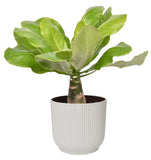 Brighamia Insignis ‘Hawaii Palm’  In Elho ® Vibes Fold Rond (Zijdewit)