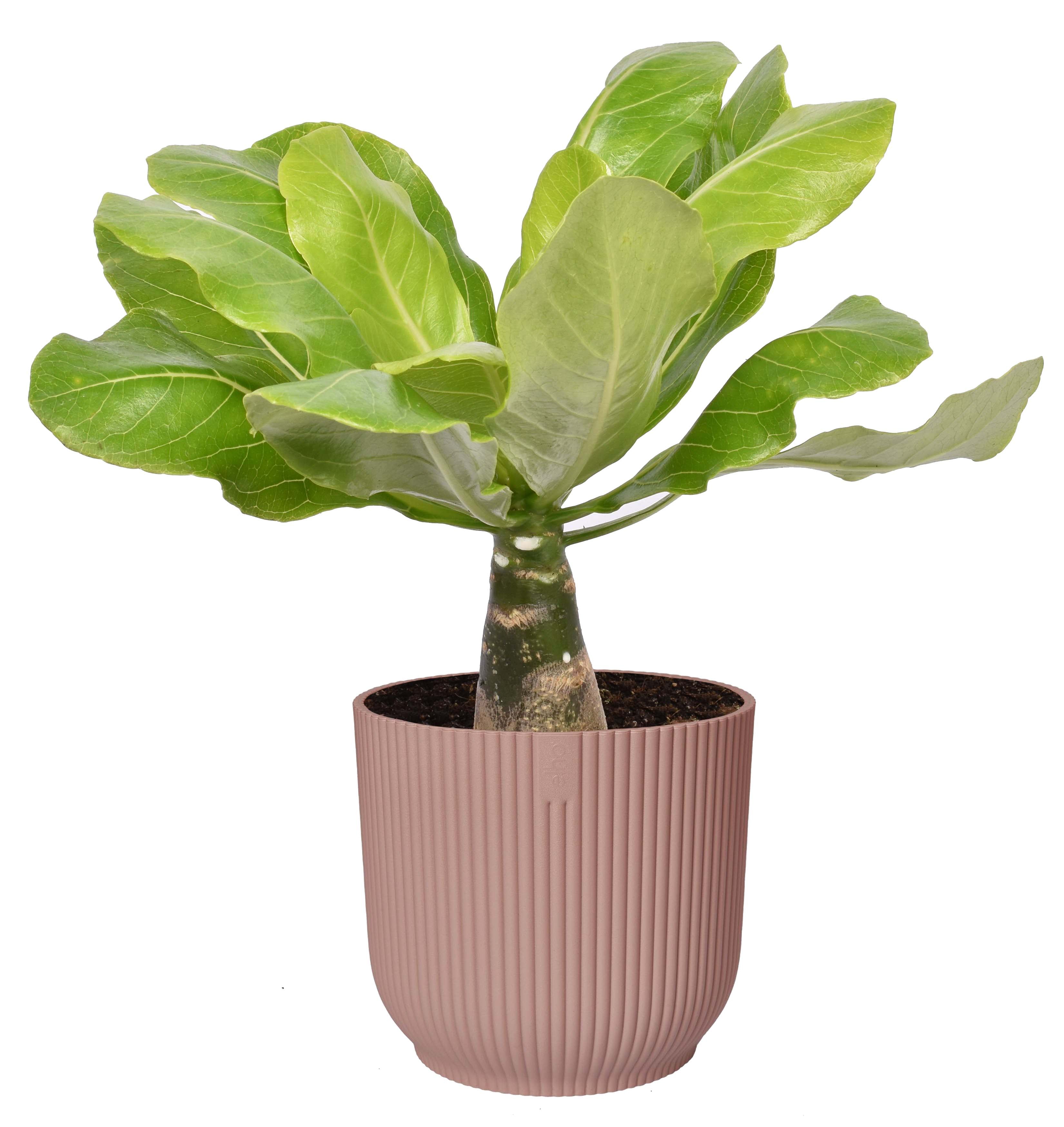 Brighamia Insignis ‘Hawaii Palm’  In Elho ® Vibes Fold Rond (Delicaat Roze)