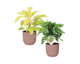 Combi Monstera ‘Monkey Leaf’ En Philodendron “Malay Gold' In Elho Vibes Fold Round (Delicaat Roze)