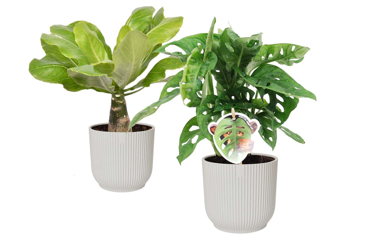 Combi Monstera ‘Monkey Leaf’ En Brighamia 'Hawaii Palm’ In Elho Vibes Fold Round (Zijdewit)