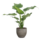 Alocasia Cucullata In Mica Sierpot Carrie (Donkergrijs)