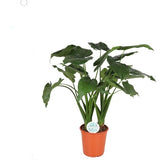 Alocasia Cucullata