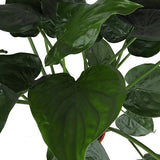 Alocasia Cucullata