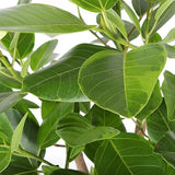 Ficus Altissima (Vertakt)