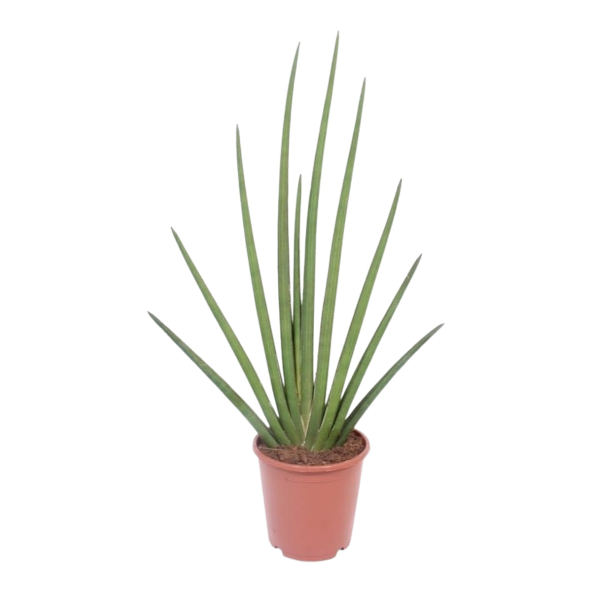 Sansevieria Cylindrica Fan