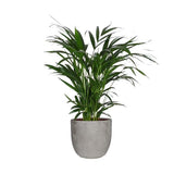 Areca Dypsis Lutecens In Mica Sierpot Jimmy (Lichtgrijs)