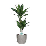 Dracaena Janet Lind  In Mica Sierpot Jimmy (Lichtgrijs)