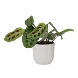 Maranta Leuconeura ‘Kerchoveana’ In Elho Sierpot Vibes Fold (Zijdewit)