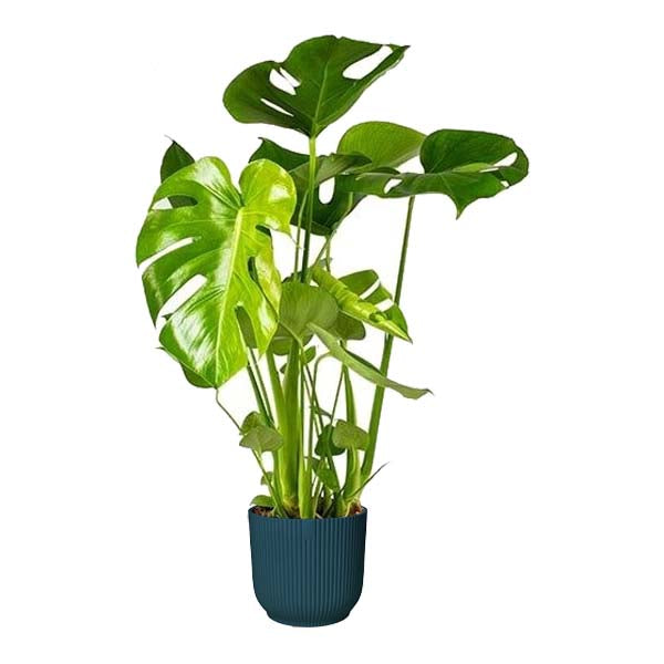 Monstera Deliciosa In Elho Sierpot Vibes Fold (Diepblauw)