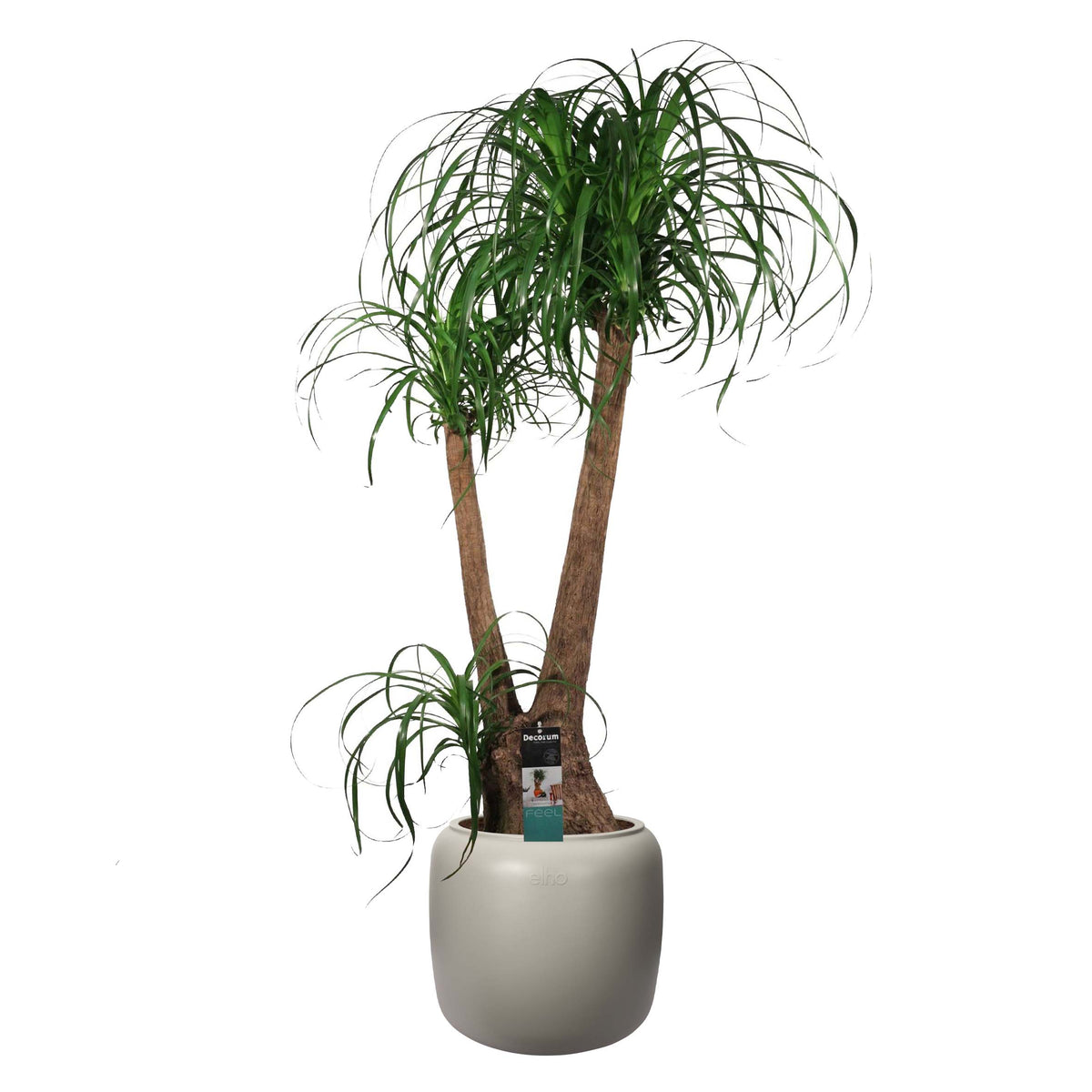 Beaucarnea In Elho ® Pure Beads Small Ø 40 (Balanced Beige)