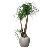 Beaucarnea In Elho ® Pure Beads Small Ø 40 (Balanced Beige)