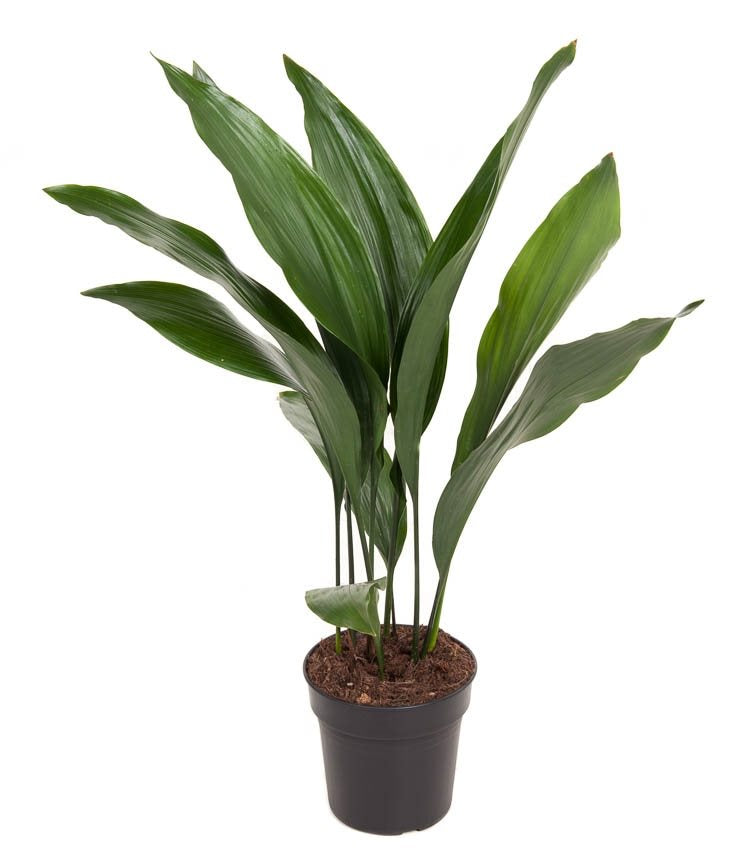 Kwartjesplant Aspidistra Elatior