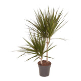 Dracaena Marginata