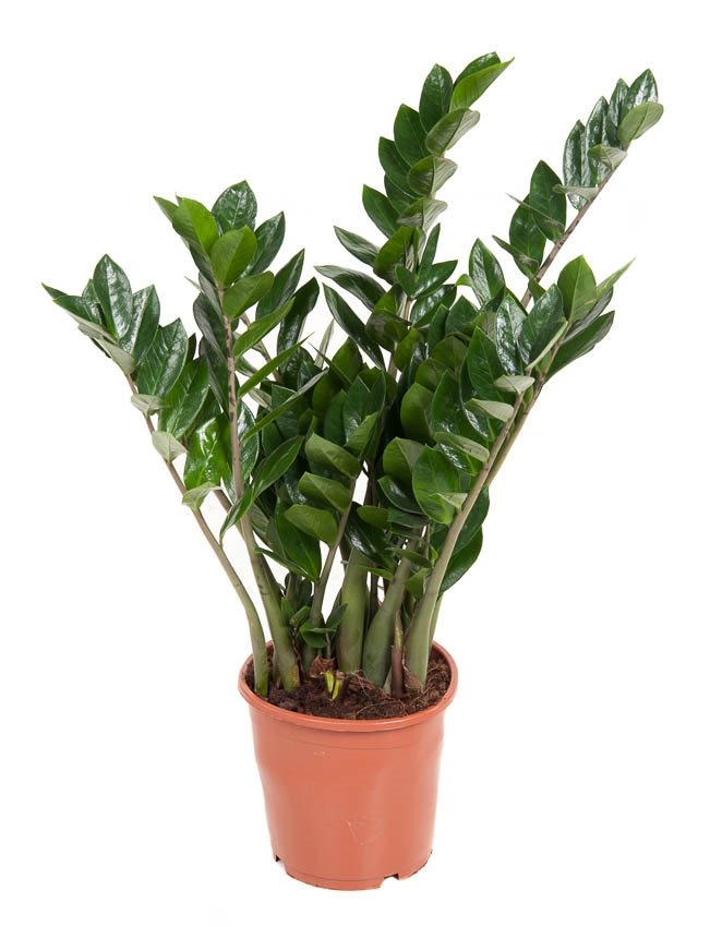 Zamioculcas (ZZ plant)