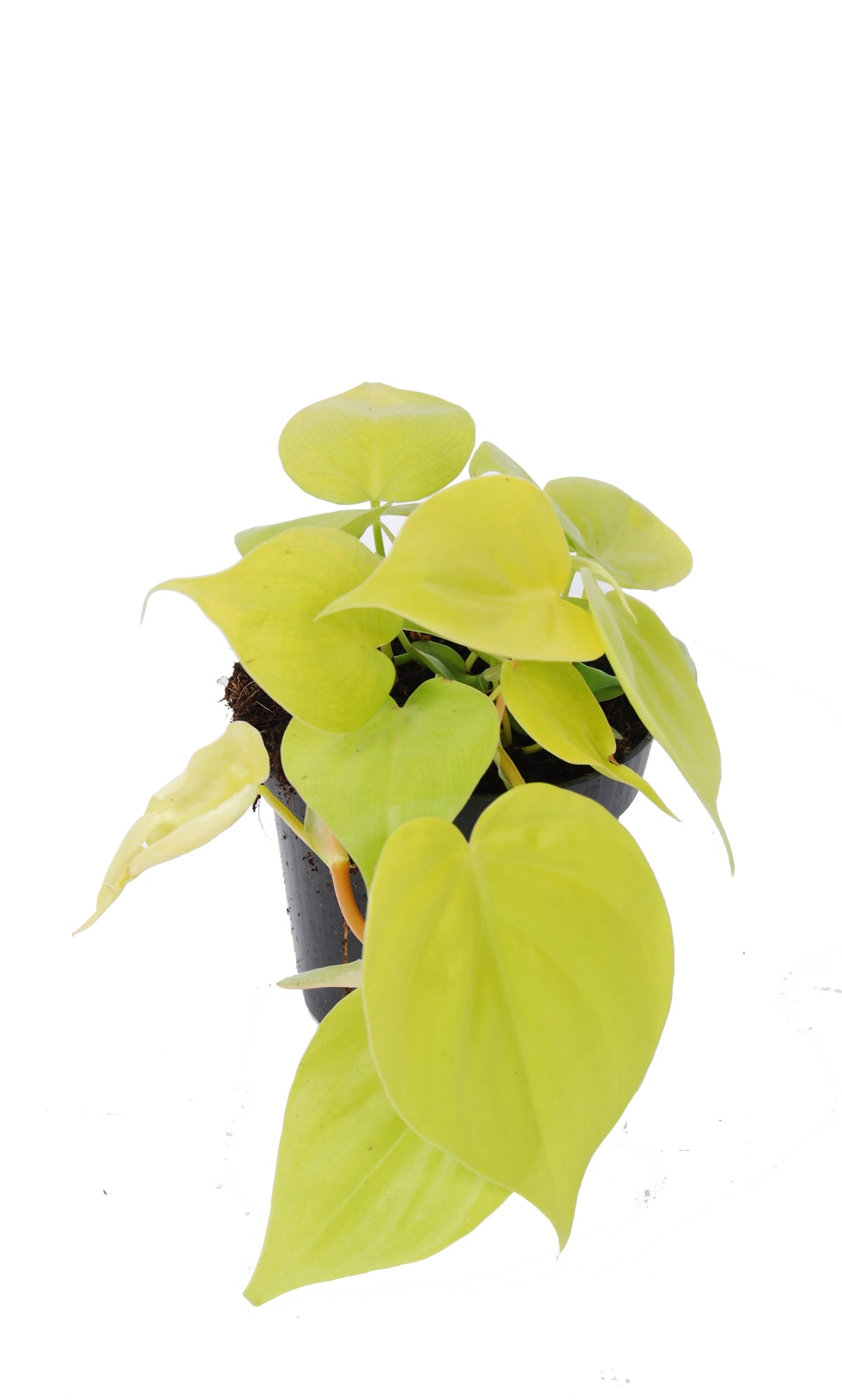 Philodendron Scandens 'Micans Lime'