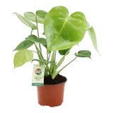 Monstera Deliciosa