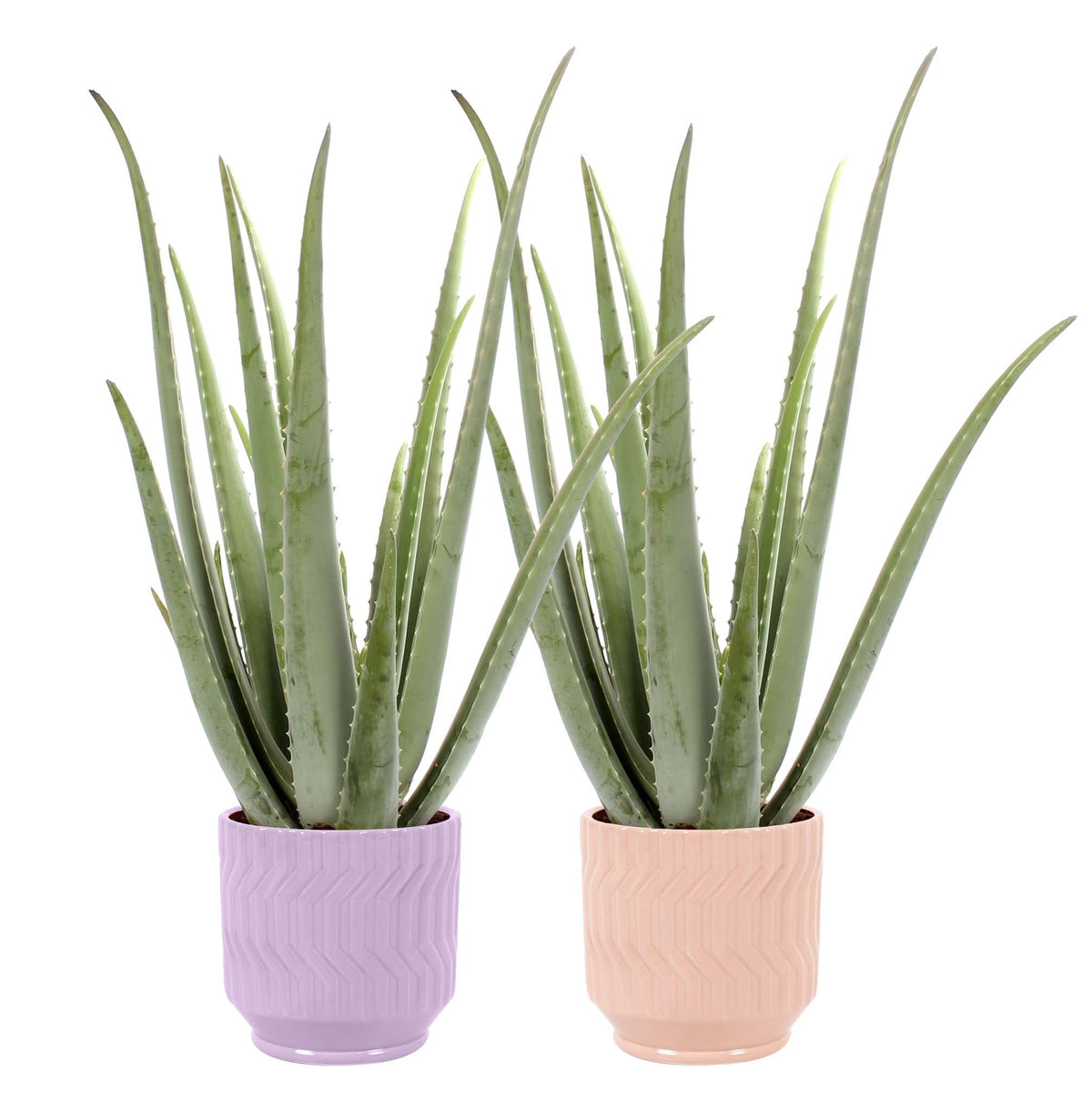 Twee stuks Aloë Vera in Jane keramiek (Purple en Orange)