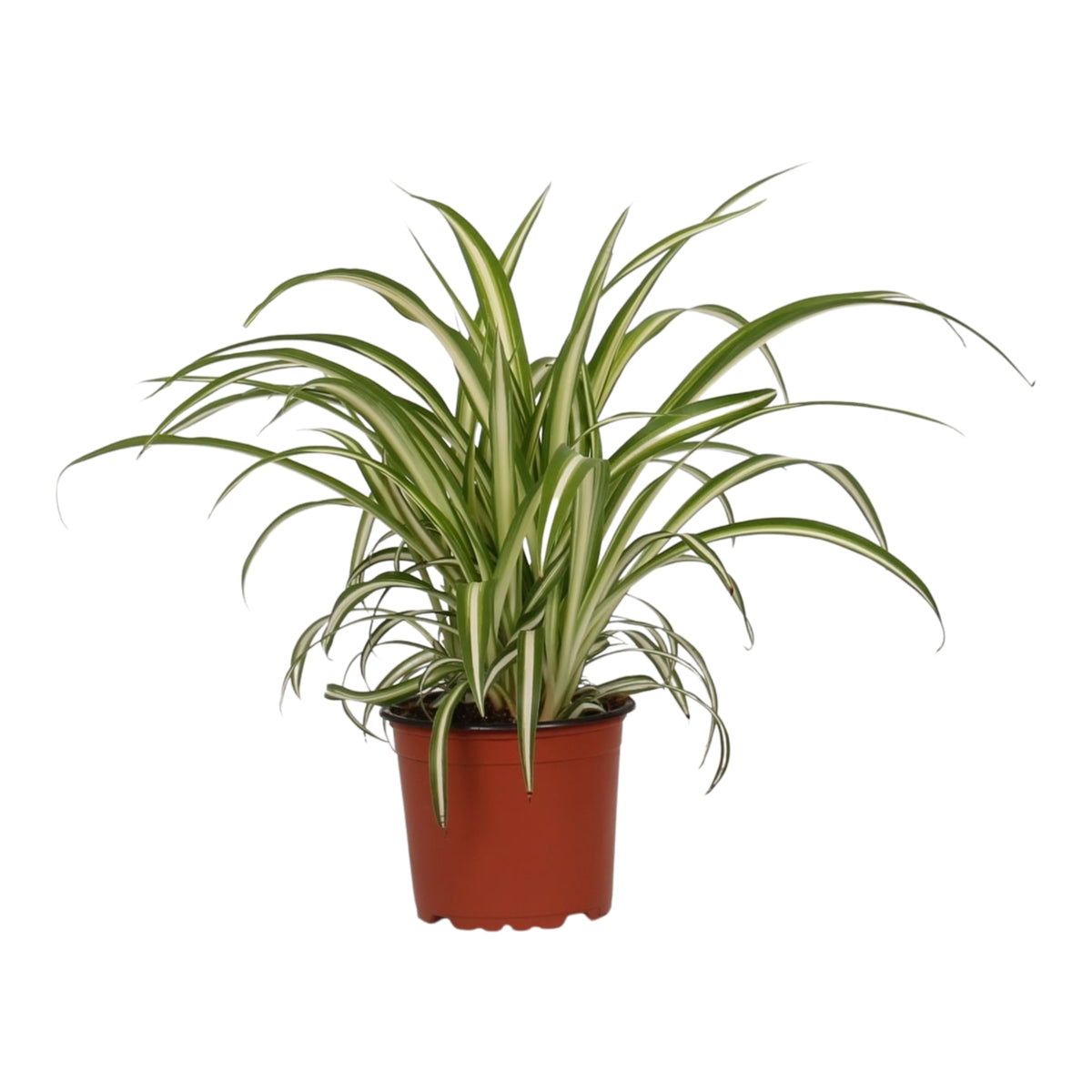Graslelie Chlorophytum ‘Variegatum’